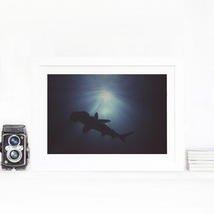 Hammerhead Above - Limited Edition Fine Art