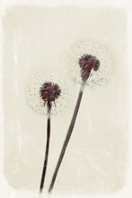 Load image into Gallery viewer, Dandelion Heart - limited edition fine art