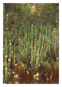 Cactus Jungle - Limited Edition Fine Art