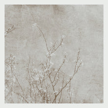 Load image into Gallery viewer, Cherry Blossom Selenium  - Limited Edition Fine Art