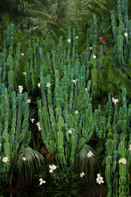 Load image into Gallery viewer, Cactus Forest - Limited Edition Fine Art