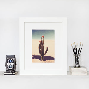 Cactus bloom - Limited Edition Fine Art