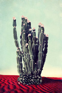 Desert Flowers - Limited Edition Fine Art