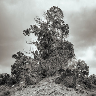 The path to Methuselah - Limited edition fine