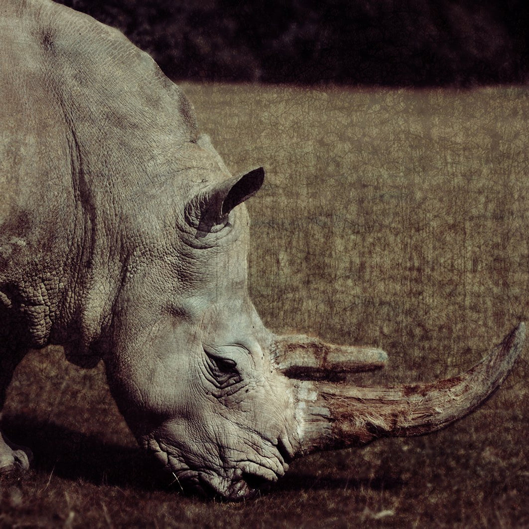 Rhinoceros - Limited Edition Fine Art