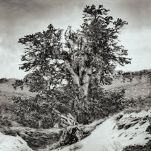 Load image into Gallery viewer, Snowfall and the path to Methuselah - limited edition fine art print