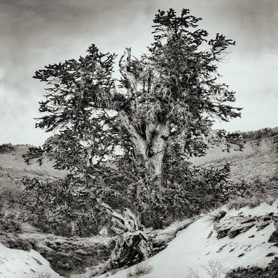 Snowfall and the path to Methuselah - limited edition fine art print