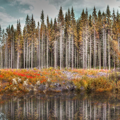 Norwegian wood to the cabin - Fine art print limited edition art