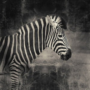 Zebra - Limited Edition Fine Art