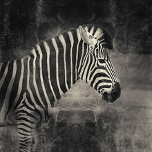 Load image into Gallery viewer, Zebra - Limited Edition Fine Art