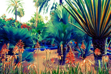 Majorelle Wild - Limited Edition Fine Art