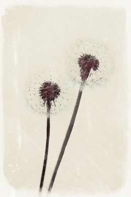 Dandelion Heart - limited edition fine art