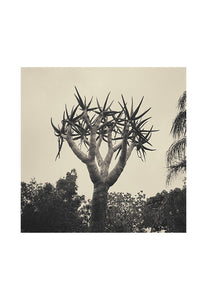Palm South Africa - Limited Edition Fine Art
