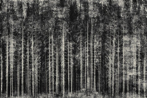 Into the woods - fine art limited edition artwork