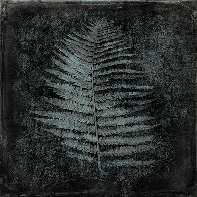 Fern Charcoal - Open edition fine art