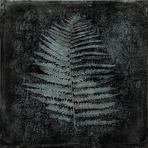 Fern Charcoal - Open edition fine art