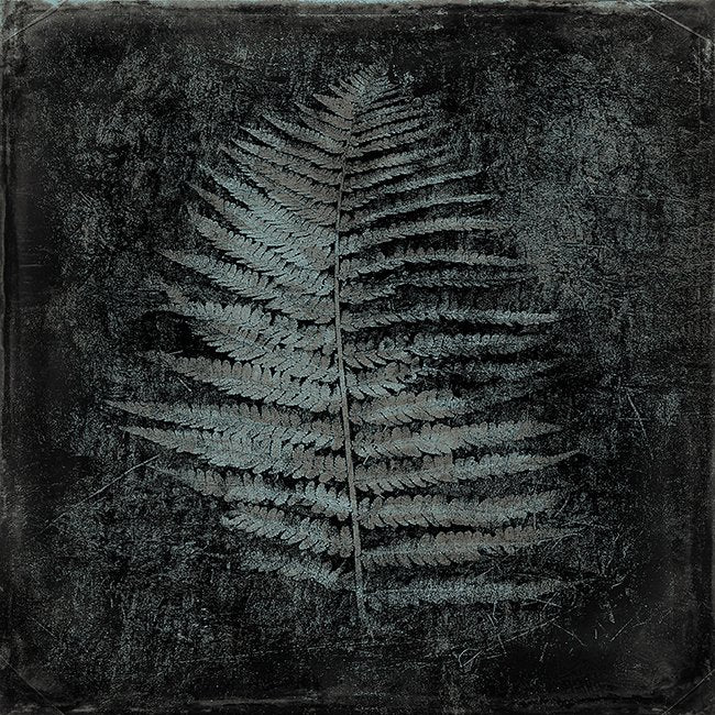 Fern Charcoal - Open edition fine art