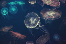Load image into Gallery viewer, Moon Jellyfish - limited edition Fine Art