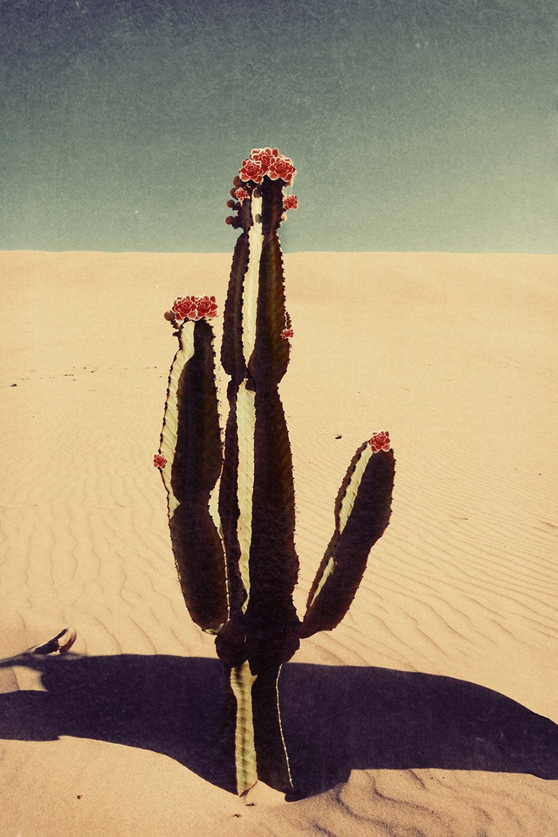 Cactus bloom - Limited Edition Fine Art