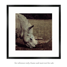Load image into Gallery viewer, Rhinoceros - Limited Edition Fine Art