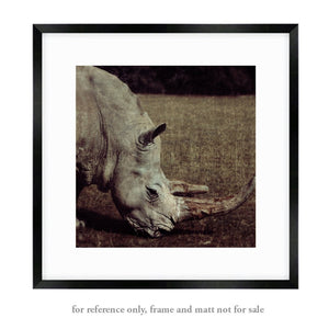 Rhinoceros - Limited Edition Fine Art