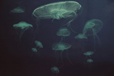 UNDERWATER BALLET - Limited Edition Fine Art