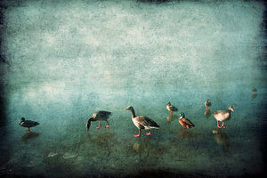 Ducks on Blue Ice- Limited Edition Fine Art