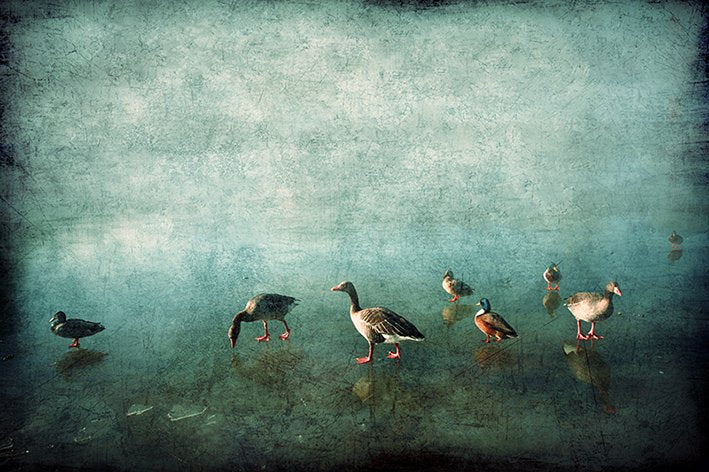 Ducks on Blue Ice- Limited Edition Fine Art