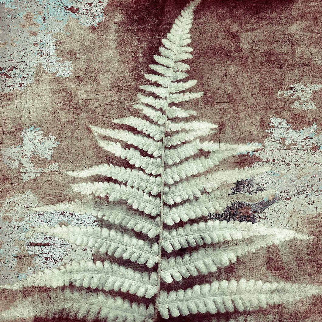 Ancient Fern closer to cold - Limited edition fine art