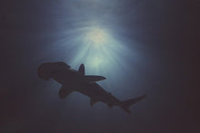 Load image into Gallery viewer, Hammerhead Above - Limited Edition Fine Art
