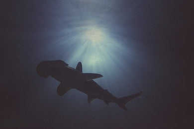 Hammerhead Above - Limited Edition Fine Art