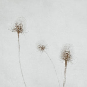 Summer breeze selenium  - Limited Edition Fine Art
