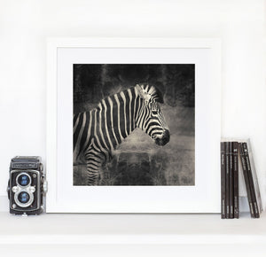 Zebra - Limited Edition Fine Art