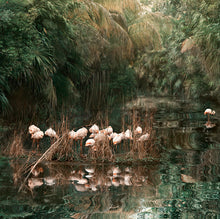 Load image into Gallery viewer, Backwaters Song - Limited Edition Fine Art print