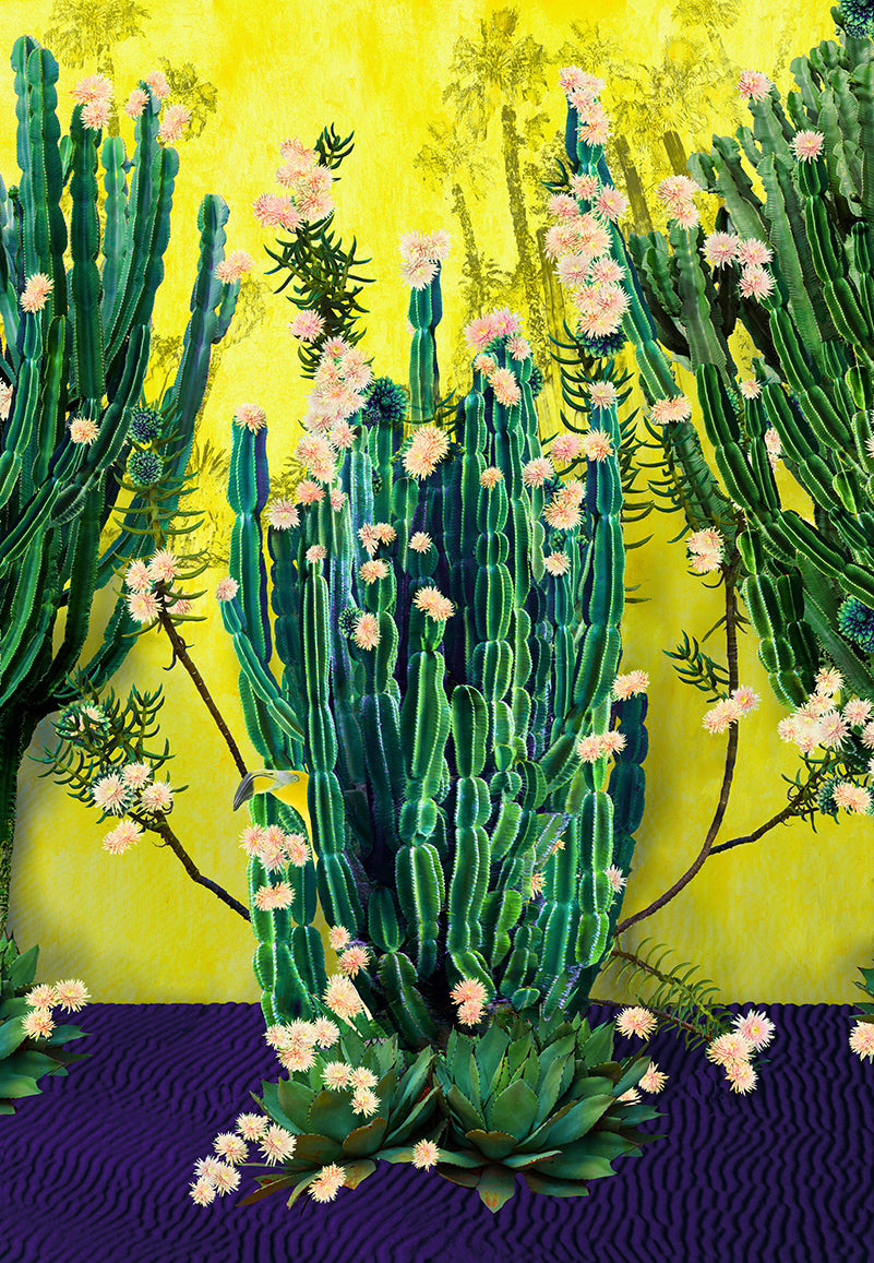 Cactus Blossom - Limited Edition Fine Art