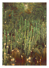 Load image into Gallery viewer, Cactus Jungle - Limited Edition Fine Art