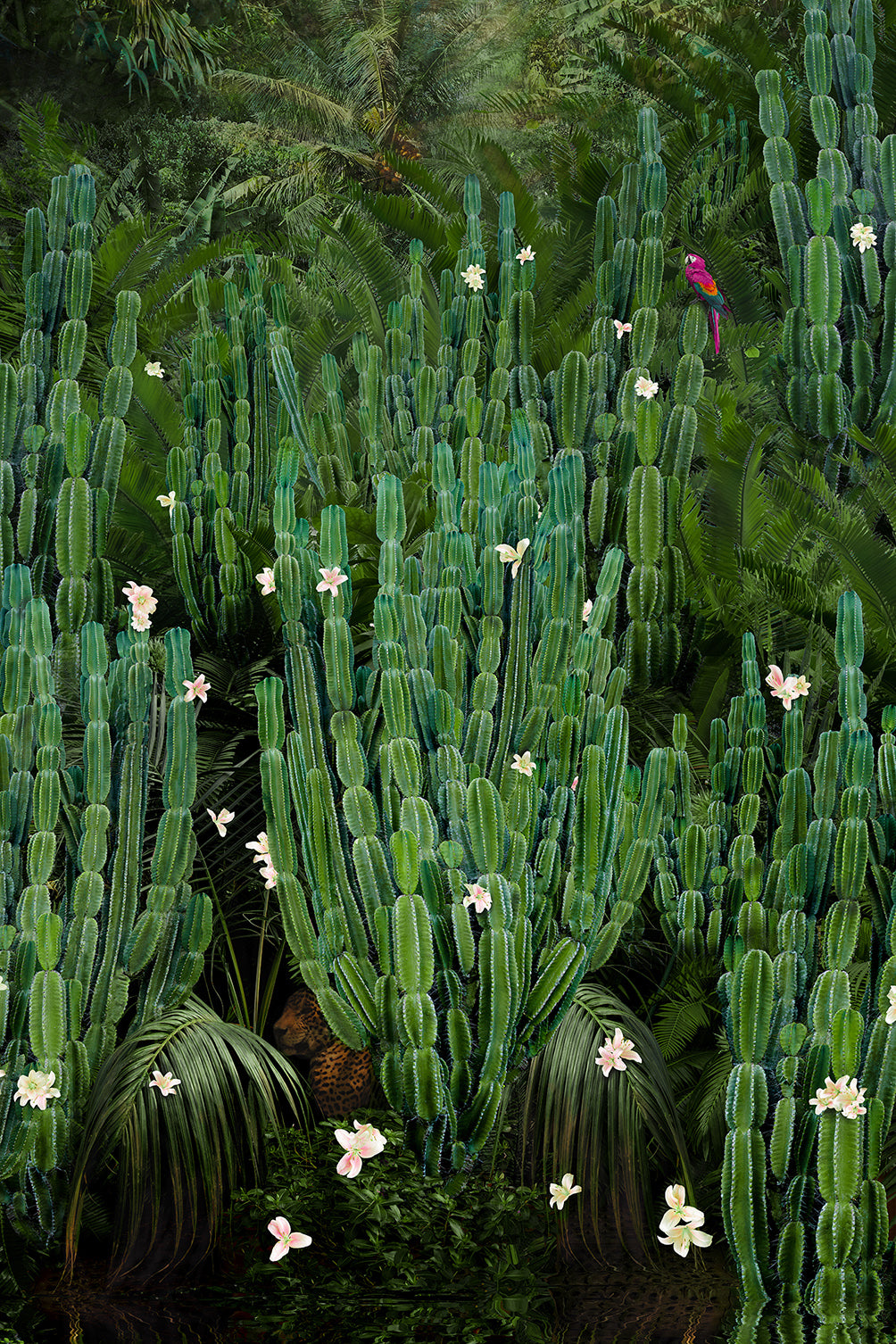 Cactus Forest