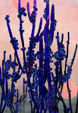 Cactus Moon- Limited Edition Fine Art