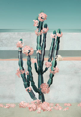 Cactus Dream - Limited Edition Fine Art