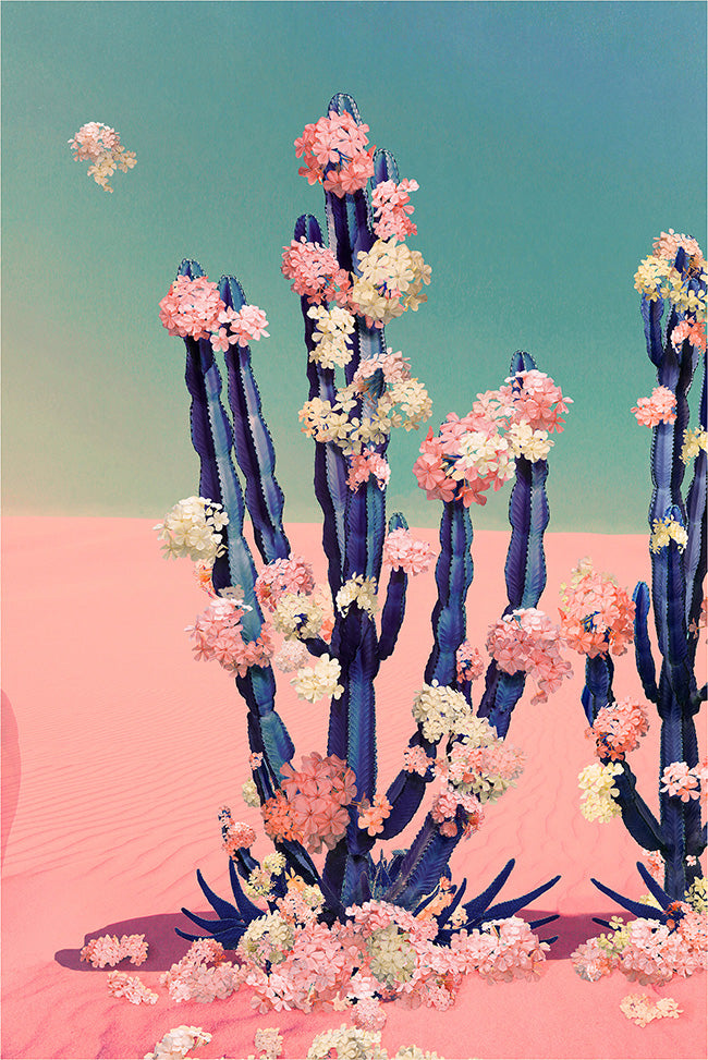 Cactus Flower - Limited Edition Fine Art