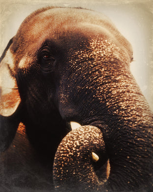 Indian Elephant smiles