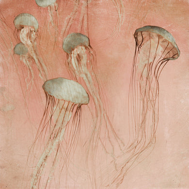 Monterey Rose - Limited edition fine art