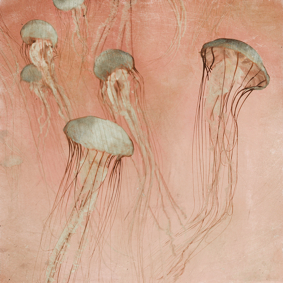 Monterey Rose - Limited edition fine art