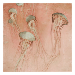 Monterey Rose - Limited edition fine art
