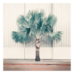 Palm Park - Limited Edition Fine Art