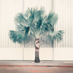 Palm Park - Limited Edition Fine Art