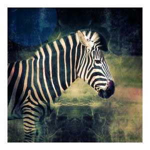 Zebra Cinema - Limited Edition Fine Art