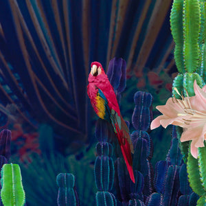 Cactus Garden - Limited Edition Fine Art