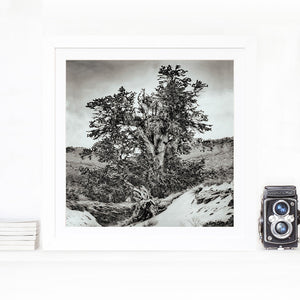 Snowfall and the path to Methuselah - limited edition fine art print
