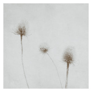 Summer breeze selenium  - Limited Edition Fine Art